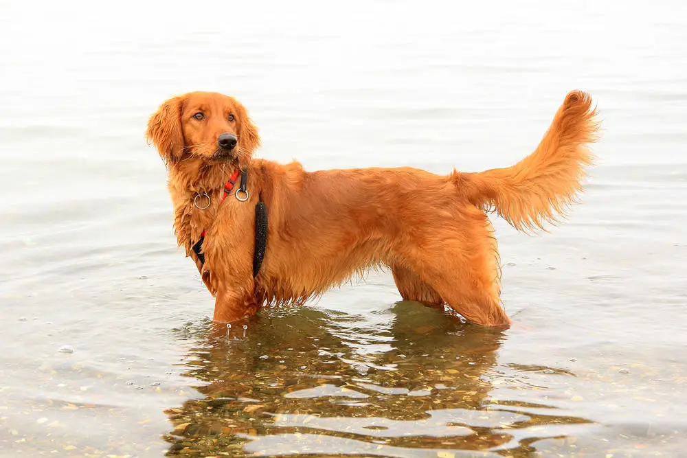 Irish Setter