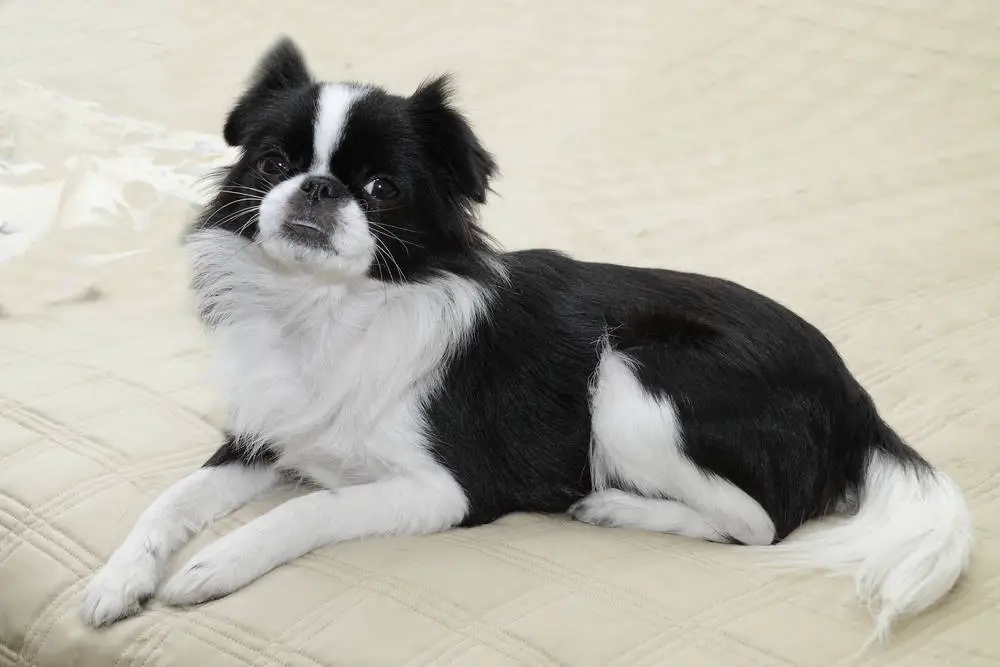 Japanese Chin