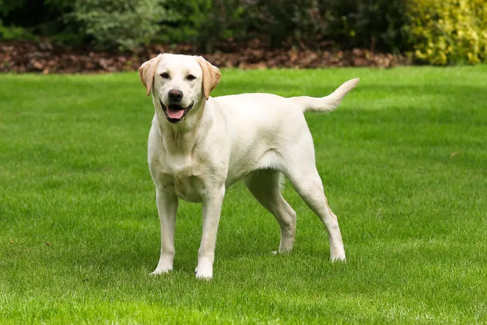 Labrador Retriever playing