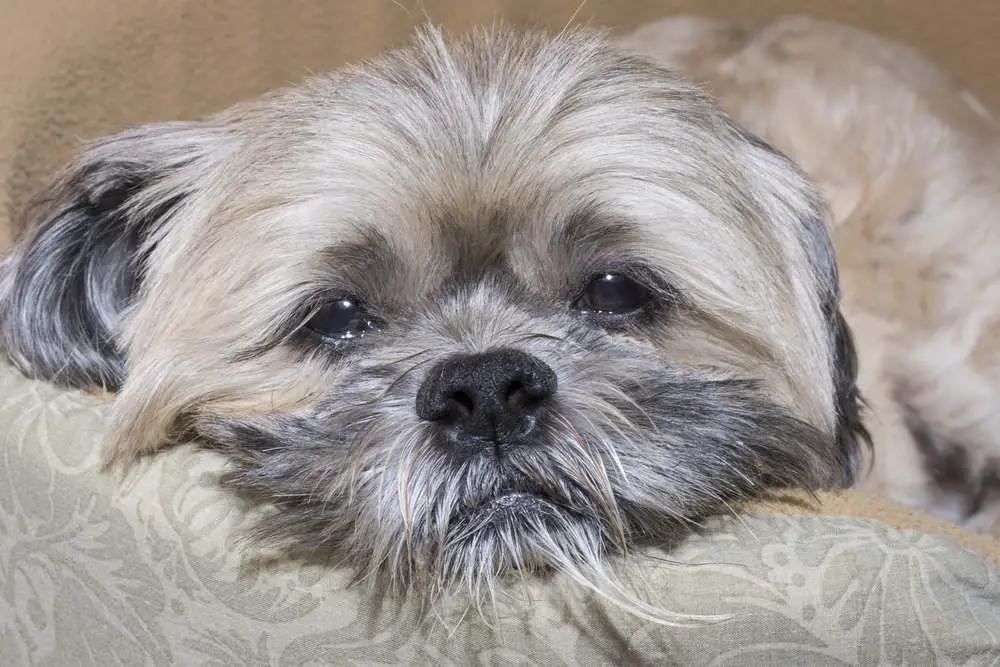 Sleepy Lhasa Apso dog