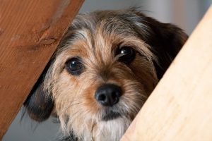 Male dog looking out