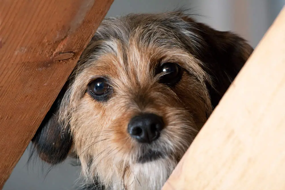 Borkie looking through wood