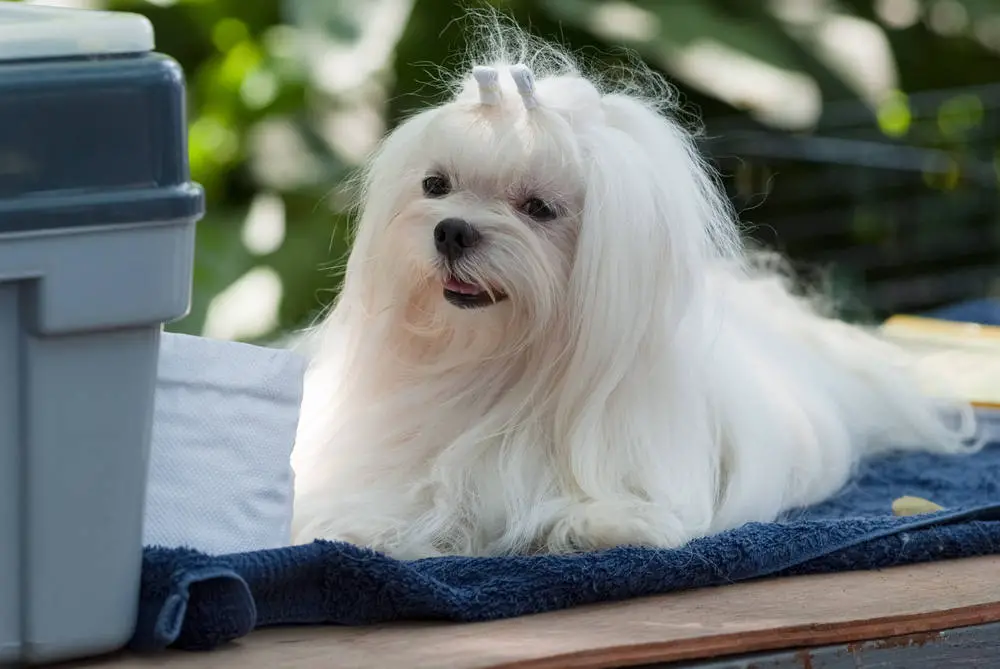 Maltese getting groomed for dog show