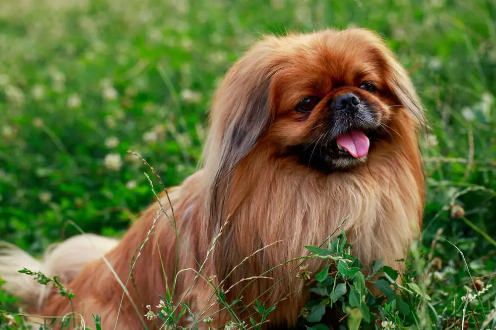 Pekingese