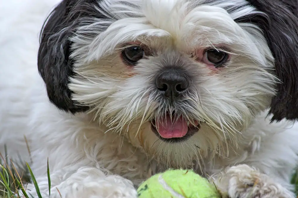 Shih Tzu with ball