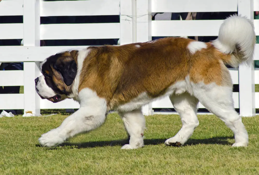 Saint Bernard walking next to fence