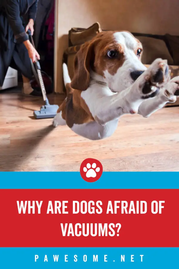 Why are Dogs Afraid of Vacuums?