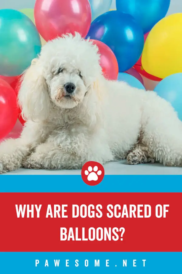 Why Are Dogs Scared of Balloons?