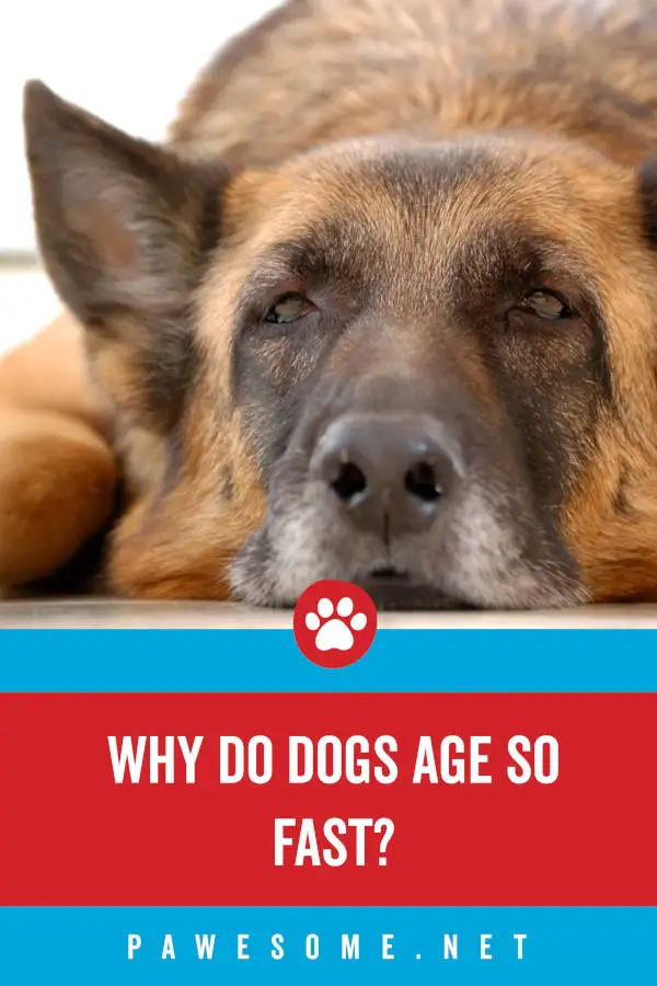 Why Do Dogs Age So Fast?