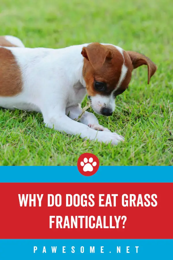 Why Do Dogs Eat Grass Frantically?