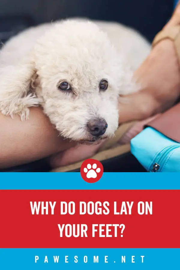 Why Do Dogs Lay On Your Feet?