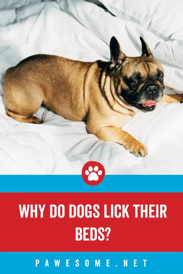 Why Do Dogs Lick Their Bed?