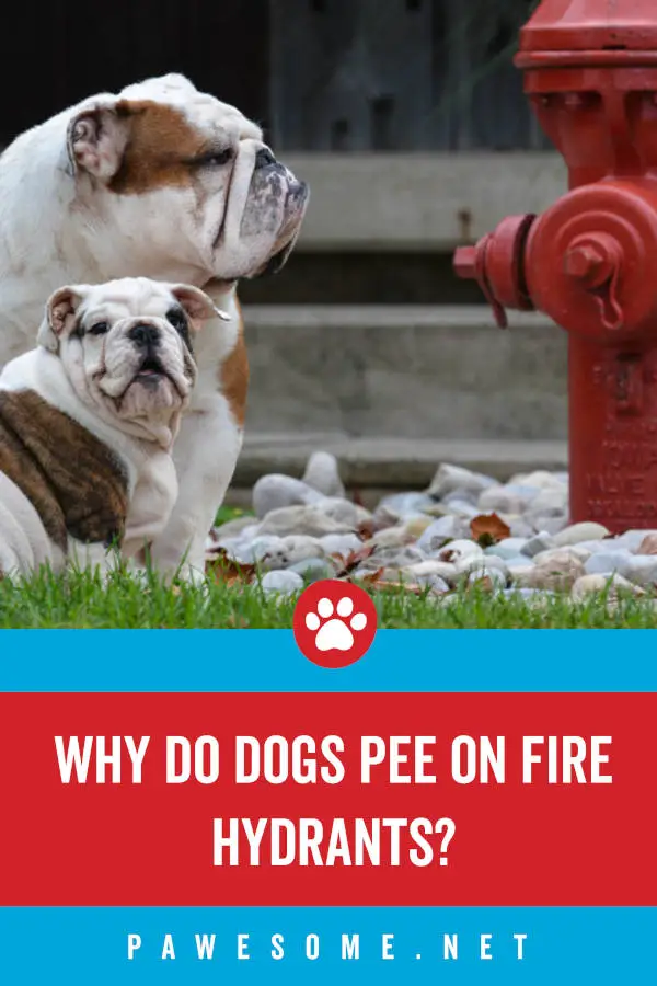 Why Do Dogs Pee on Fire Hydrants?