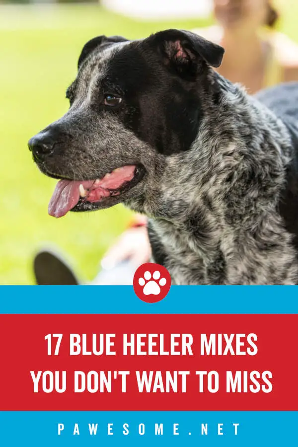 17 Blue Heeler Mixes You Don't Want to Miss
