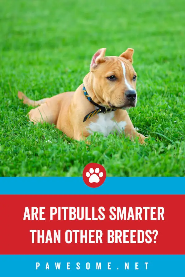 Are Pitbulls Smart?