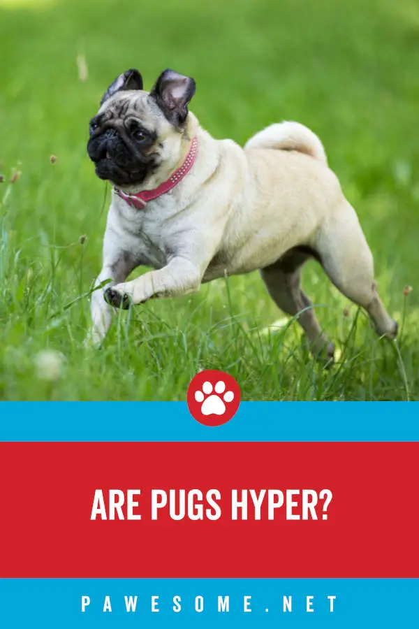 Are Pugs Hyper?