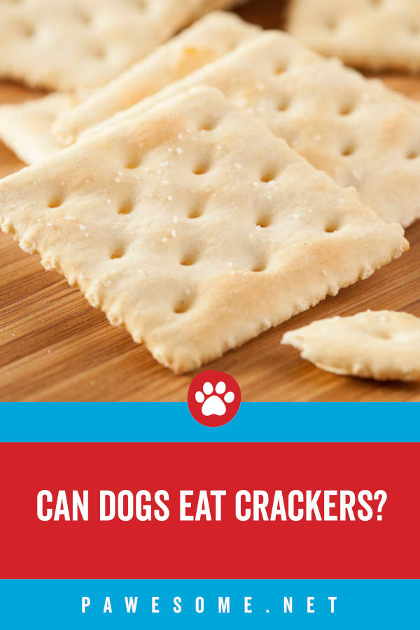 Is Saltine Crackers Good For Dogs