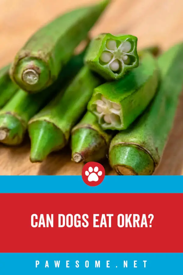 Can Dogs Eat Okra?