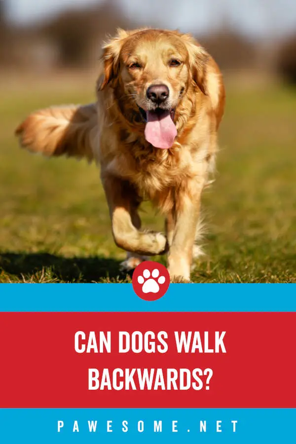 Can Dogs Walk Backwards?