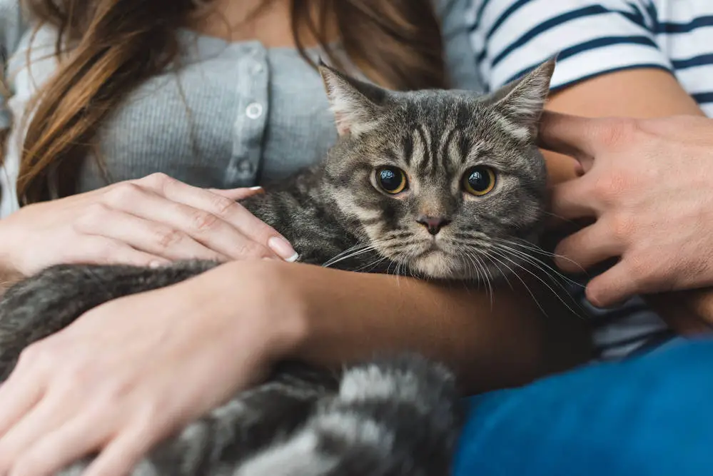 Cat sitting in owner's lap