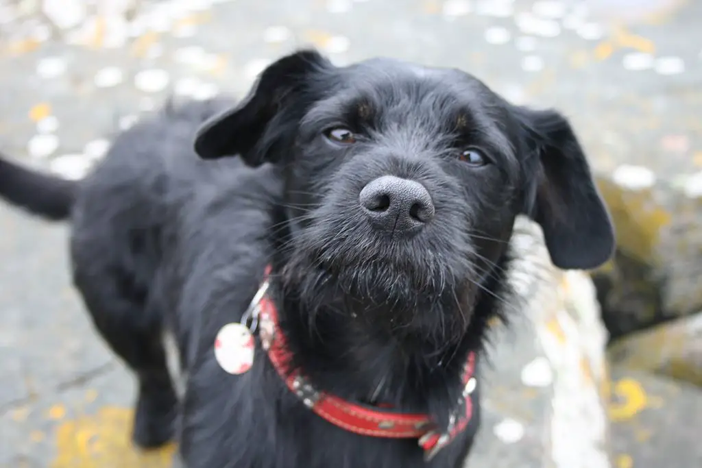 Scottish Terrier Cavalier King Charles Mix (Cavottish)