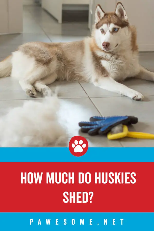 How Much Do Huskies Shed?