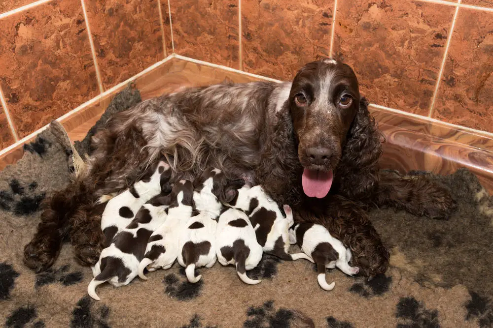 English Cocker Spaniel feeding her litter