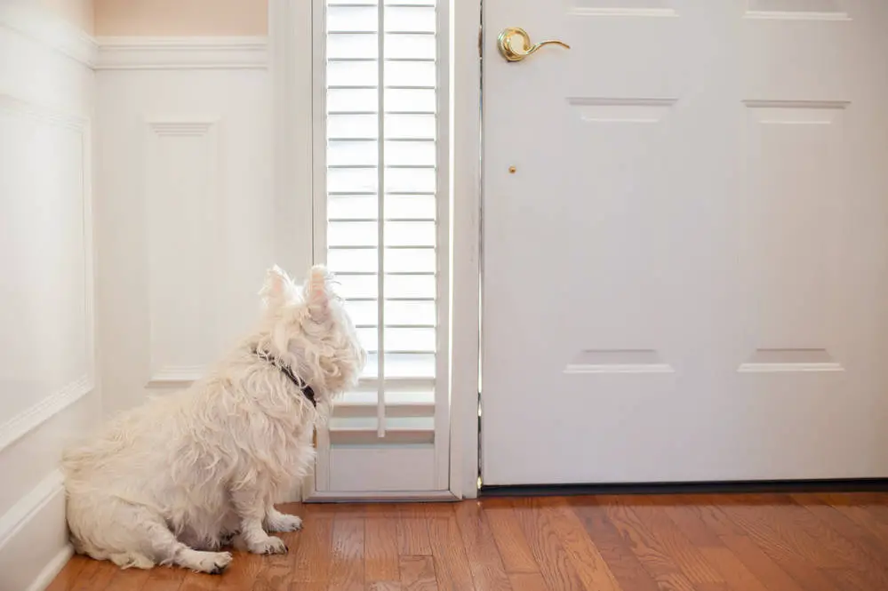 Dog waiting at door for owner