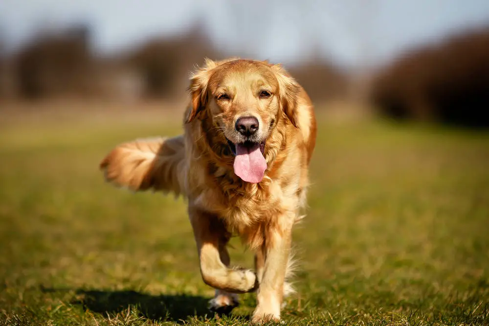 purebred dog walking backwards