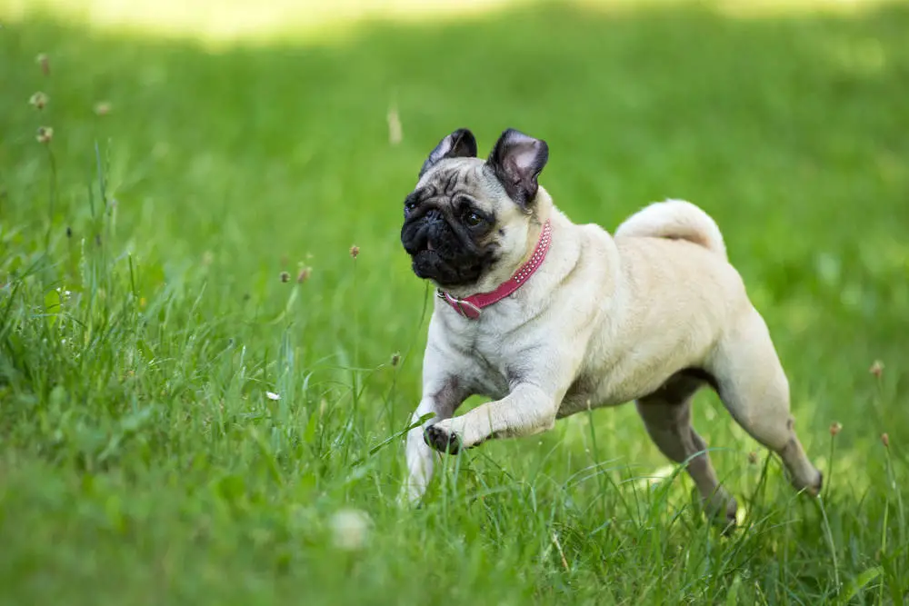 Hyper pug running in the grass