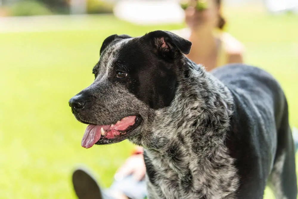 blue heeler hound mix puppies