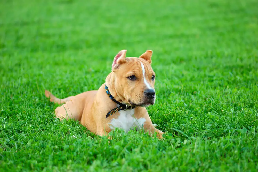 Pitbull sitting in the grass