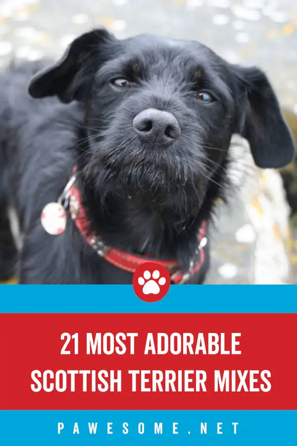 21 of the Most Adorable Scottish Terrier Mix Breeds