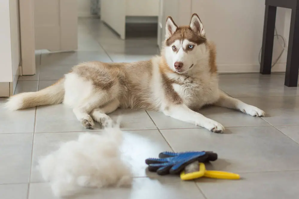 Siberian Husky after getting brushed