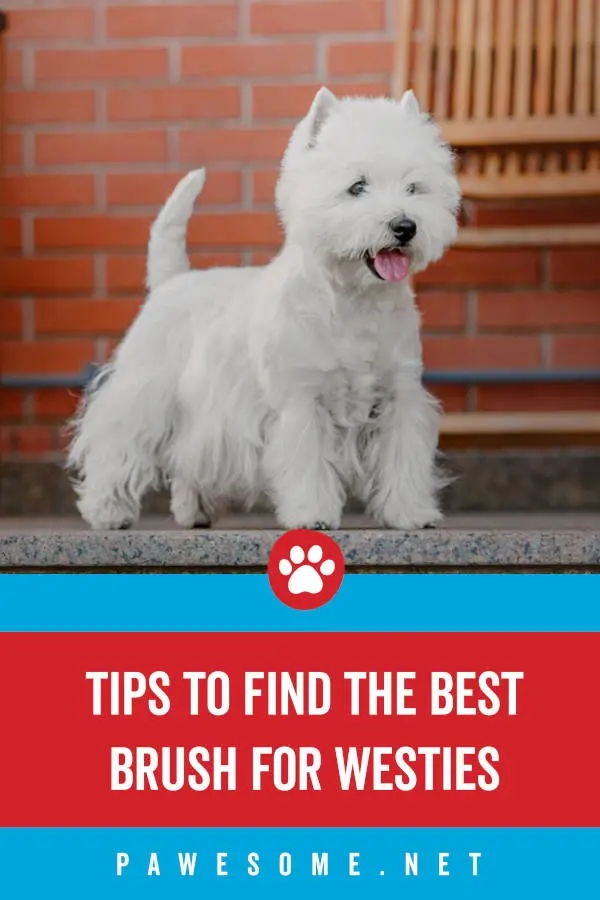 Tips to Find the Best Brush for Westies