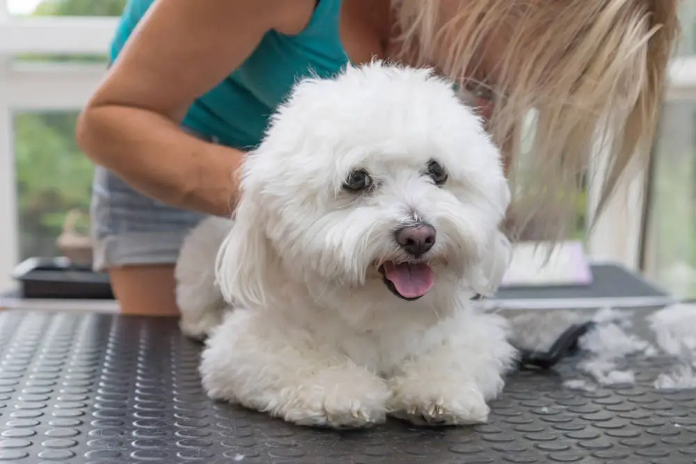 Bolognese dog being groomed