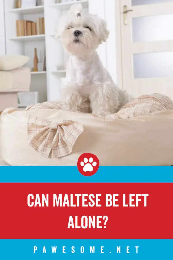 Can Maltese Be Left Alone?