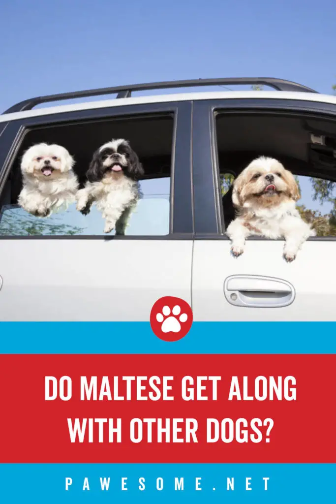 Do Maltese Get Along With Other Dogs?