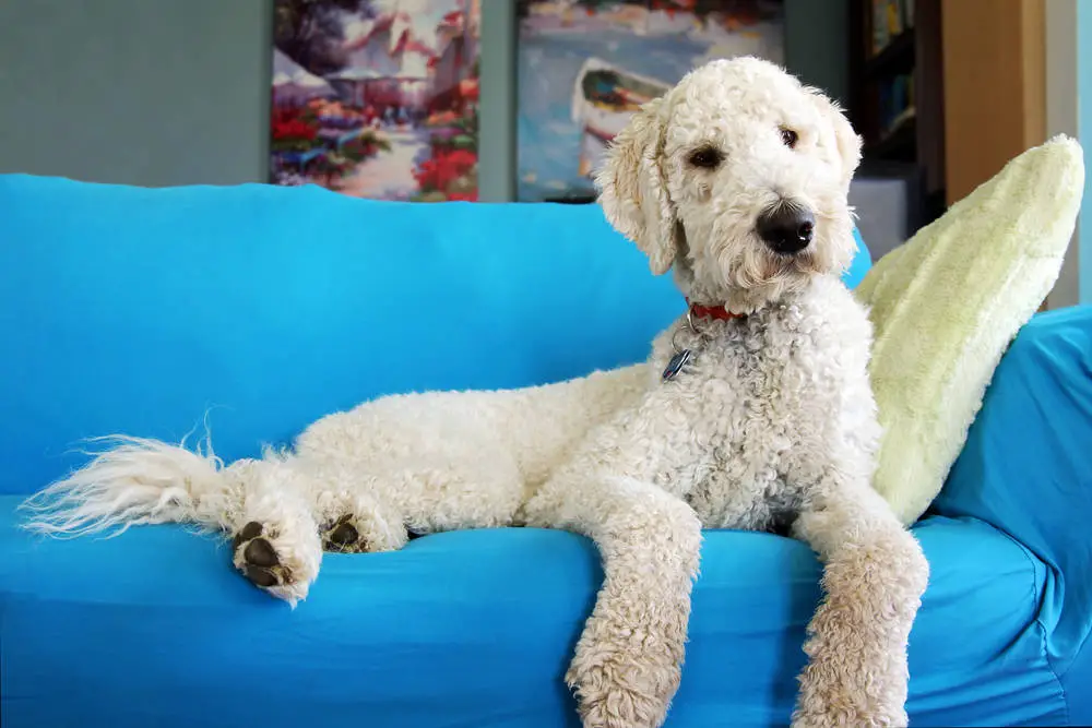 Goldendoodle sitting on sofa