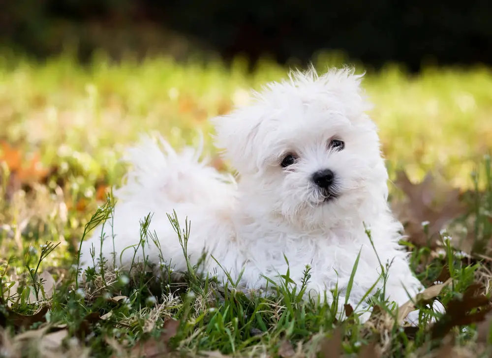 Maltese puppy sitting in the grass