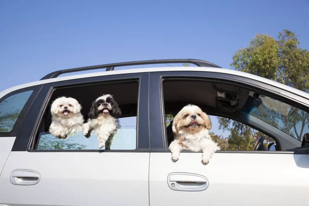 Maltese getting along with other dogs on a car ride.