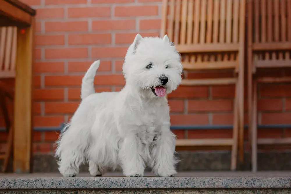 Well brushed and groomed Westie posing for picture