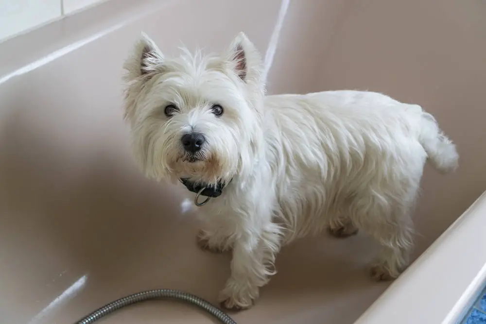 Westie getting ready for a bath