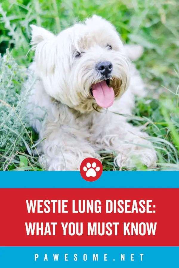 Westie Lung Disease What You Must Know