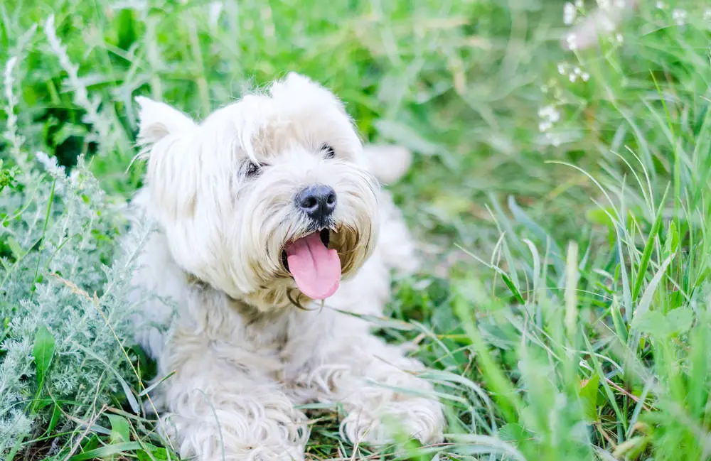 Westie outside resting in grass