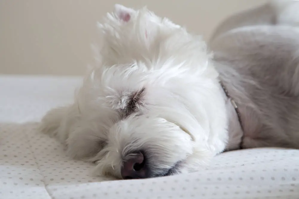 Westie sleeping in bed