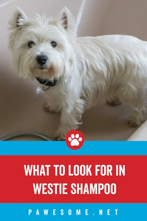 What to Look For in Westie Shampoo