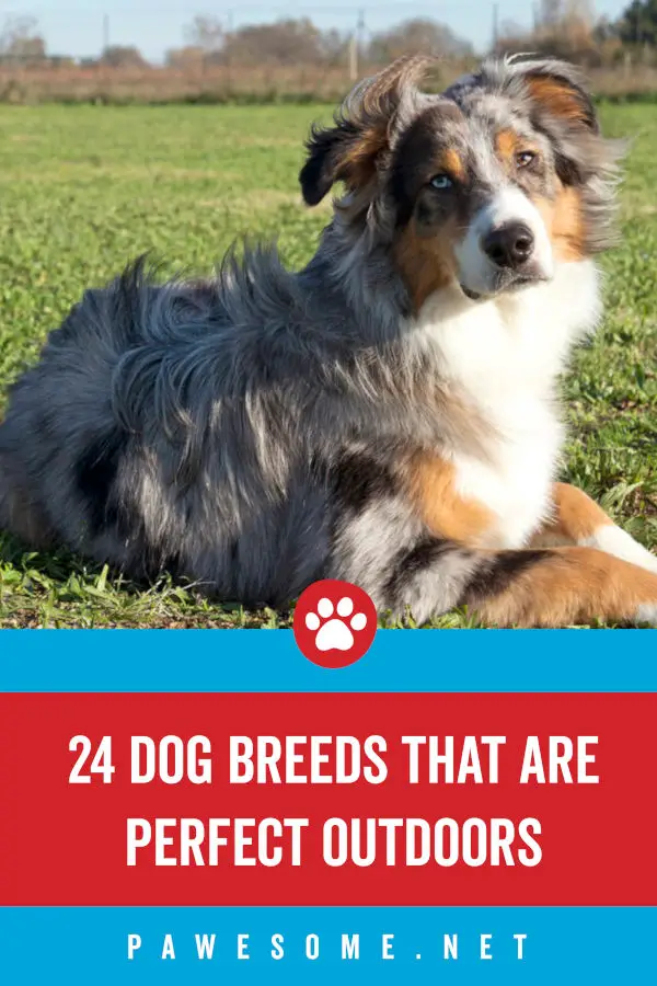 24 Dog Breeds That Are Perfect Outdoors