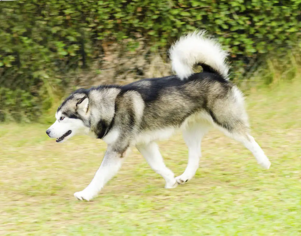 Alaskan Malamute