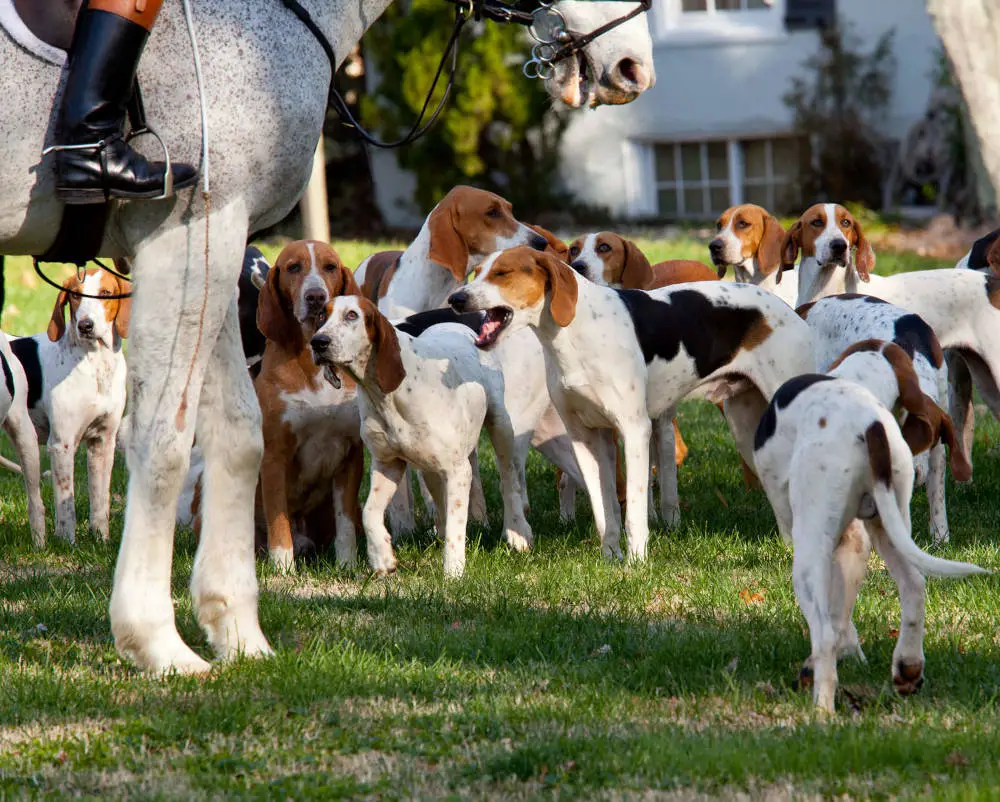 American Foxhound getting ready for the hunt